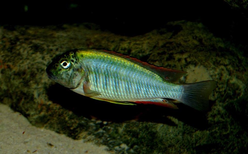 Simochromis diagramma 'Isanga Bay'